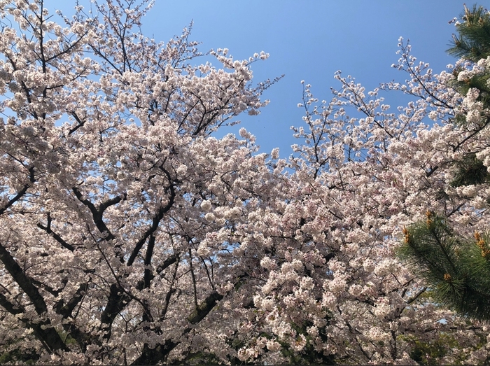 花开之处，便是故地  第20张